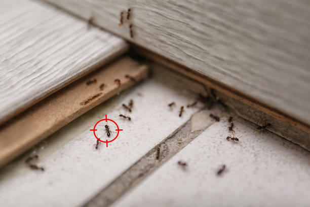 Best Pest Control Near Me  in Lynchburg, TN